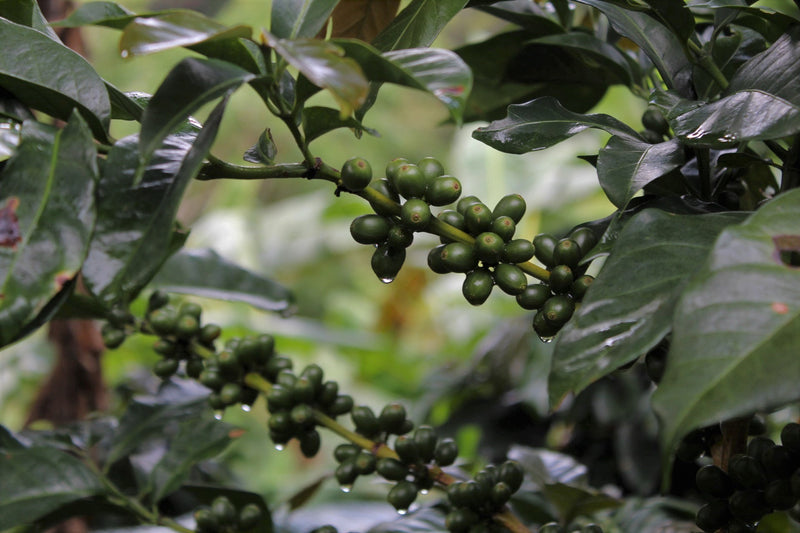 ETHIOPIA YIRGACHEFFE 1 NATURAL ORGANIC AYELE DULA - 28130 - GrainPro Bags - SPOT COSEATAC