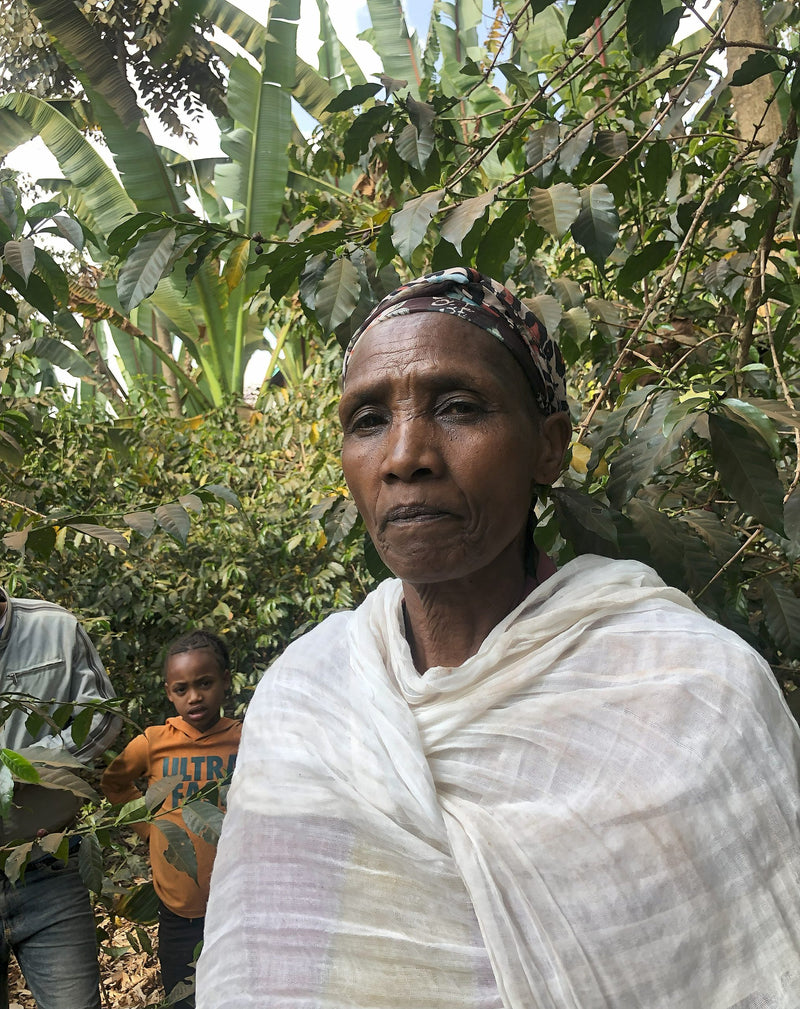 CROWN JEWEL ETHIOPIA ORGANIC NATURAL BOGALECH MUDA YIRGACHEFFE - 36394-1 - SPOT RCWHSE