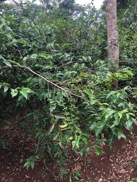 ETHIOPIA YIRGACHEFFE 1 NATURAL ORGANIC DINKINESH HIRBAYE - 33288 - GrainPro Bags - SPOT RCWHSE
