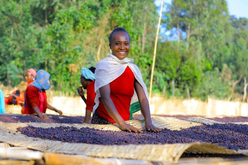 ETHIOPIA YIRGACHEFFE 1 NATURAL ORGANIC HALO HARTUME - 33327 - GrainPro Bags - SPOT RCWHSE