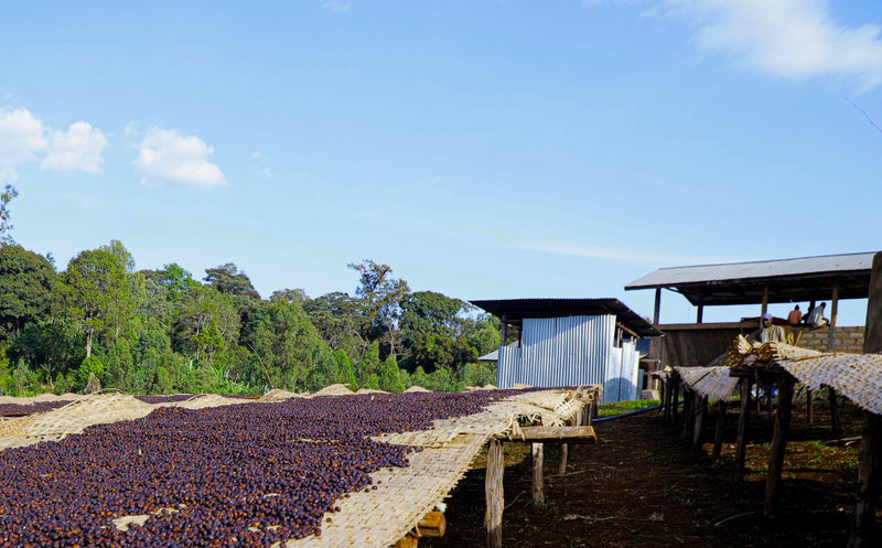 ETHIOPIA YIRGACHEFFE 1 NATURAL ORGANIC HALO HARTUME - 33327 - GrainPro Bags - SPOT RCWHSE