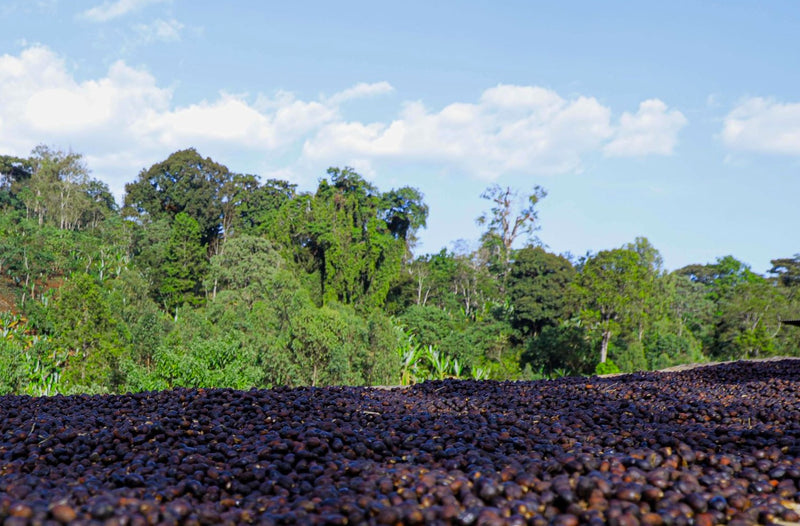 ETHIOPIA YIRGACHEFFE 1 NATURAL ORGANIC HALO HARTUME - 33327 - GrainPro Bags - SPOT RCWHSE