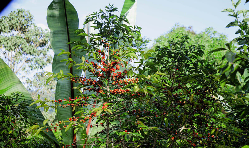 ETHIOPIA YIRGACHEFFE 1 NATURAL ORGANIC HALO HARTUME - 33327 - GrainPro Bags - SPOT RCWHSE