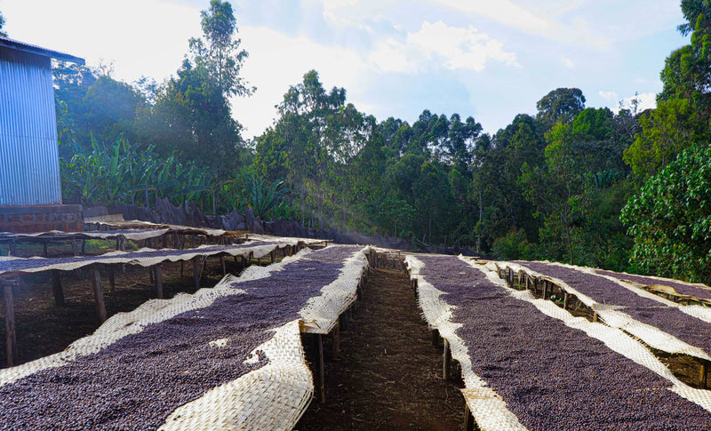 ETHIOPIA YIRGACHEFFE 1 NATURAL ORGANIC HALO HARTUME - 33327 - GrainPro Bags - SPOT RCWHSE