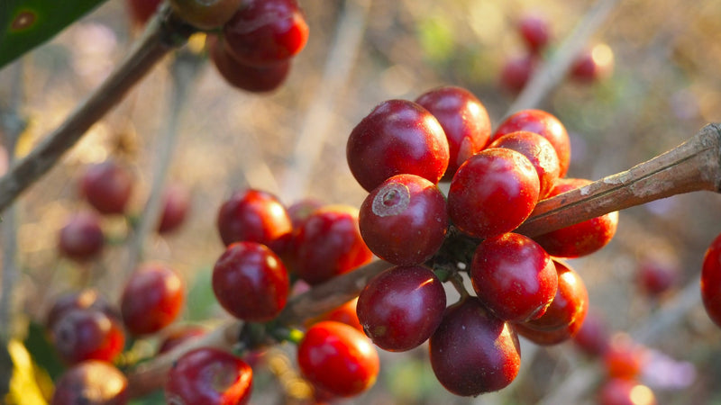 ETHIOPIA YIRGACHEFFE 1 NATURAL ORGANIC DINKINESH HIRBAYE - 33288 - GrainPro Bags - SPOT RCWHSE