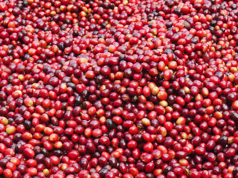 ETHIOPIA YIRGACHEFFE 1 NATURAL ORGANIC TEWABECH TILO - 33286 - GrainPro Bags - SPOT RCWHSE