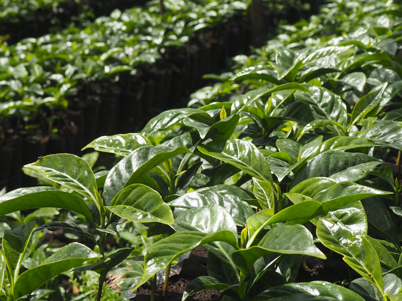 ETHIOPIA YIRGACHEFFE 1 NATURAL ORGANIC TEWABECH TILO - 28121 - GrainPro Bags - SPOT SEAFORTH