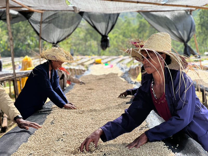 Ethiopia Yirgacheffe 1 Washed Aricha Adorsi - *52801* - 27092-3 - GrainPro Bags - SPOT RCWHSE