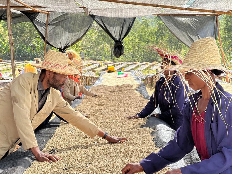Ethiopia Yirgacheffe 1 Washed Aricha Adorsi - *52801* - 27092-3 - GrainPro Bags - SPOT RCWHSE