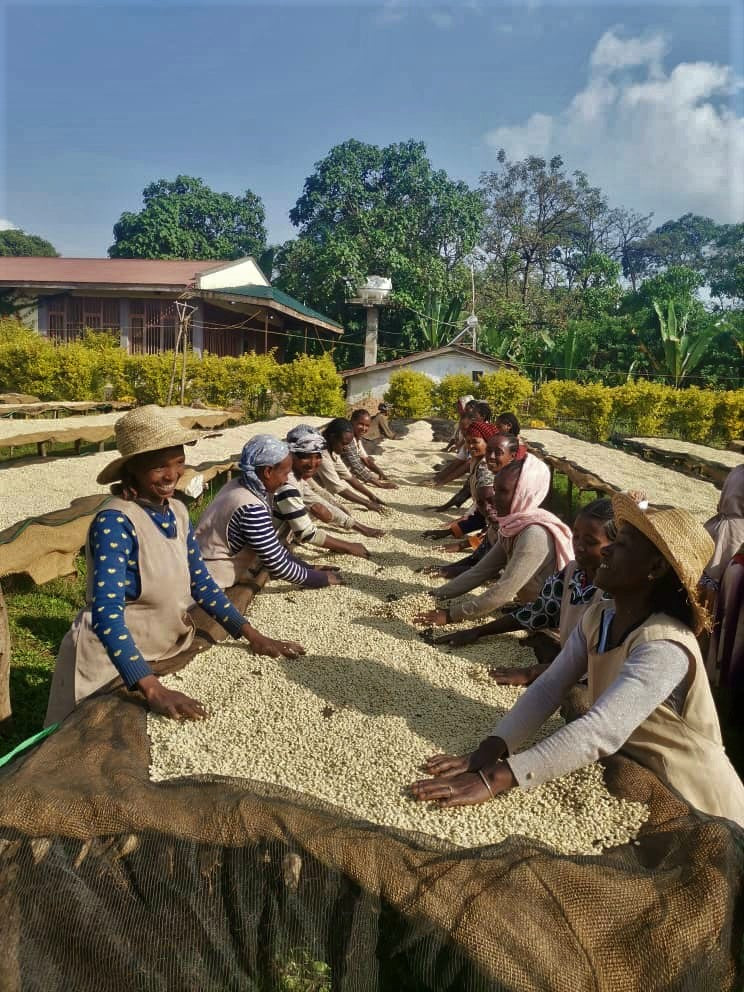 Ethiopia Yirgacheffe 1 Washed Dumerso - 28055 - GrainPro Bags - SPOT RCWHSE