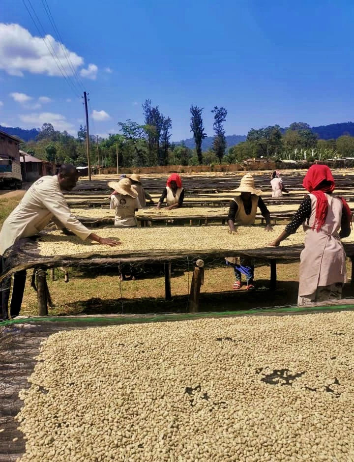 Ethiopia Yirgacheffe 1 Washed Dumerso - 28055-2 - GrainPro Bags - SPOT COSEATAC