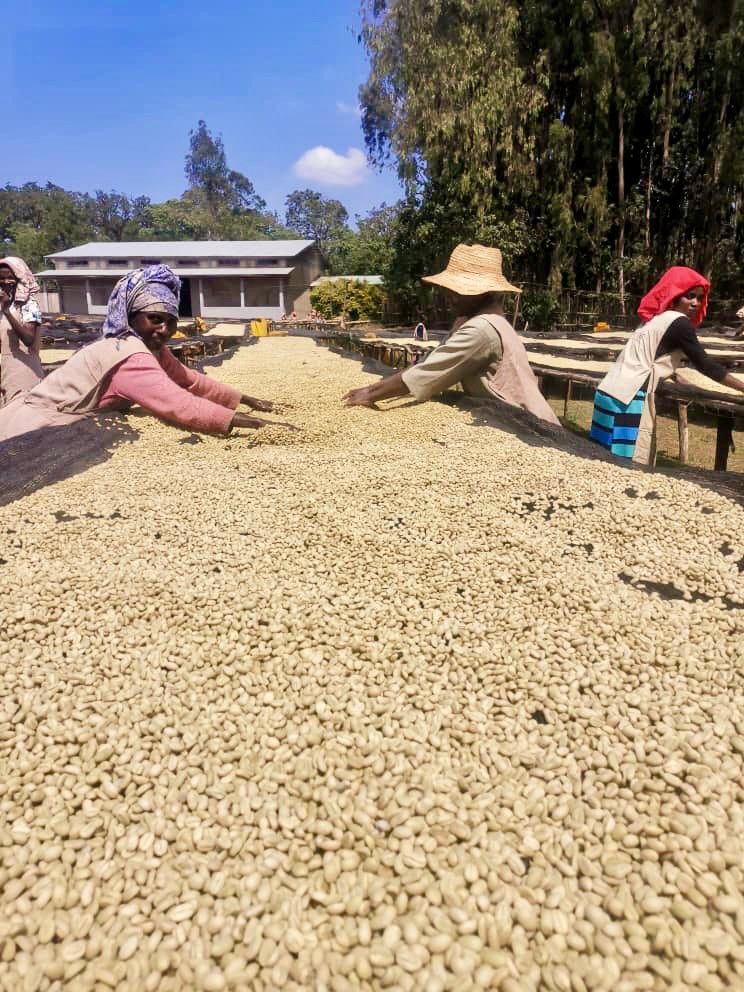 Ethiopia Yirgacheffe 1 Washed Dumerso - 28055-3 - GrainPro Bags - SPOT RCWHSE