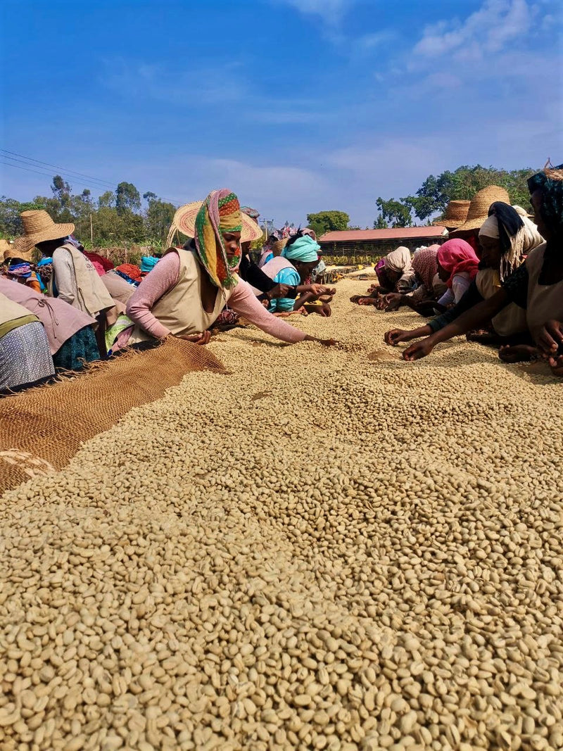 Ethiopia Yirgacheffe 1 Washed Dumerso - 28055-3 - GrainPro Bags - SPOT RCWHSE