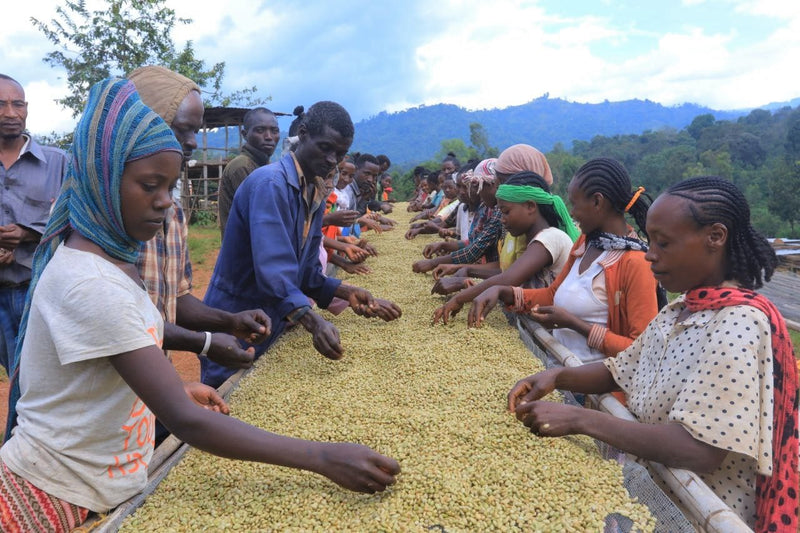 ETHIOPIA YIRGACHEFFE 2 WASHED FT-FLO/USA ORGANIC ADAME GORBOTA - 34719-2 - GrainPro Bags - SPOT COSEATAC