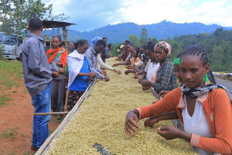 ETHIOPIA YIRGACHEFFE 1 WASHED FT ORGANIC ADAME GORBOTA - Lot 5 *48904-2W2* - 28006 - GrainPro Bags - SPOT COSEATAC
