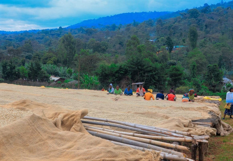 ETHIOPIA YIRGACHEFFE 1 WASHED FT ORGANIC ADAME GORBOTA - Lot 5 *48904-2W* - 25837 - GrainPro Bags - SPOT COSEATAC