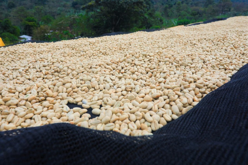 ETHIOPIA YIRGACHEFFE 1 WASHED FT ORGANIC ADAME GORBOTA - Lot 5 *48904-2W1* - 28007 - GrainPro Bags - SPOT COSEATAC