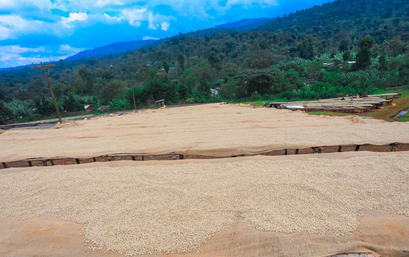 ETHIOPIA YIRGACHEFFE 1 WASHED FT ORGANIC ADAME GORBOTA - Lot 5 *48904-2W* - 25837 - GrainPro Bags - SPOT COSEATAC
