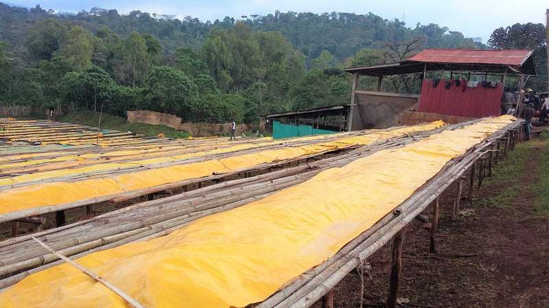 Ethiopia Yirgacheffe 1 Washed Idido Ajere - 28150 - GrainPro Bags - SPOT COSEATAC