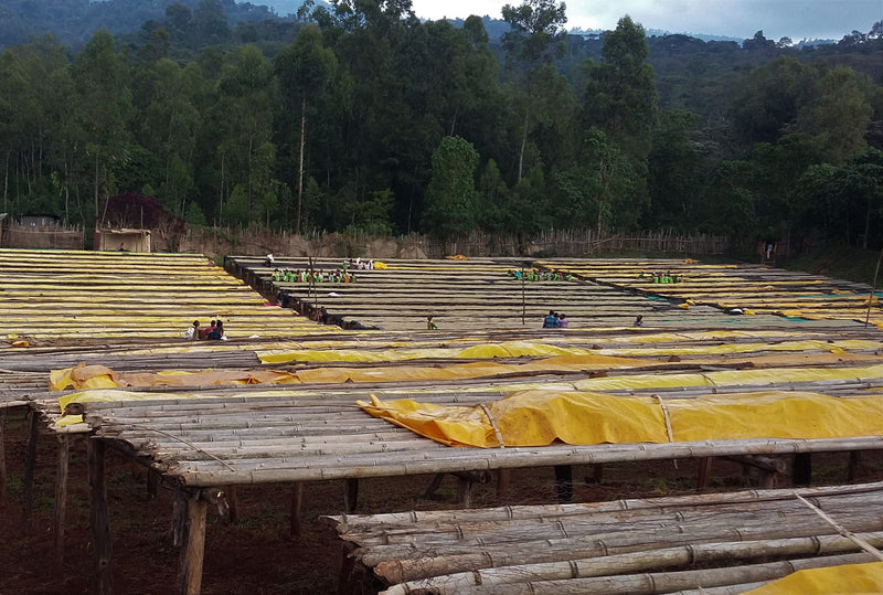 Ethiopia Yirgacheffe 1 Washed Idido Ajere - 28150-5 - GrainPro Bags - SPOT RCWHSE