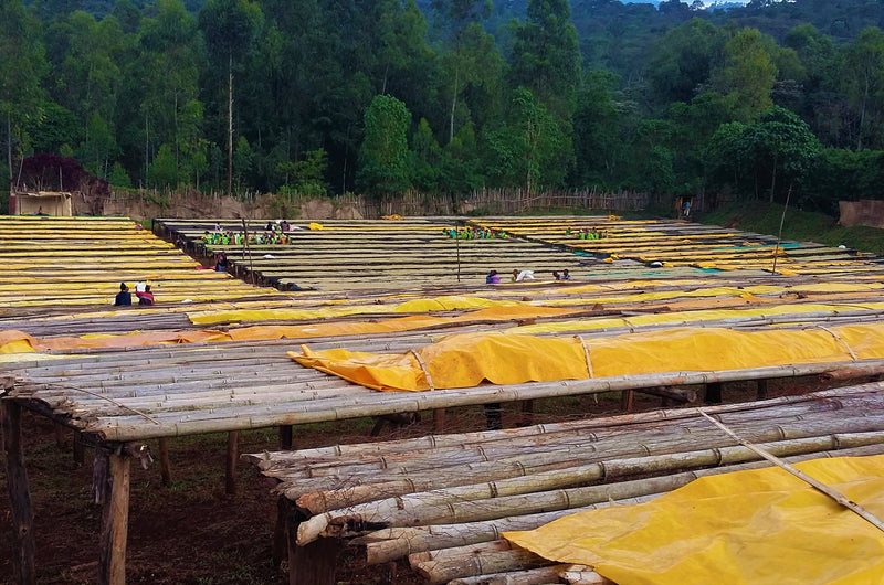Ethiopia Yirgacheffe 1 Washed Kochere Aramo - 28152-3 - GrainPro Bags - SPOT RCWHSE