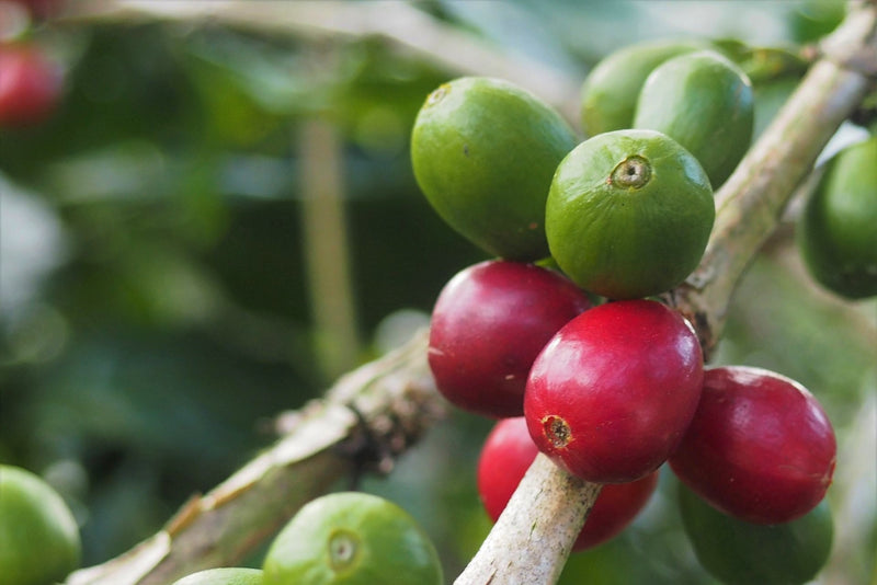 Ethiopia Yirgacheffe 1 Washed Kochere Aramo - 28152-2 - GrainPro Bags - SPOT RCWHSE