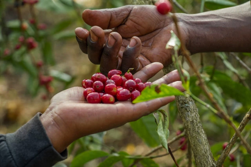 ETHIOPIA YIRGACHEFFE 1 WASHED ORGANIC KONGA - 28124 - GrainPro Bags - SPOT COSEATAC