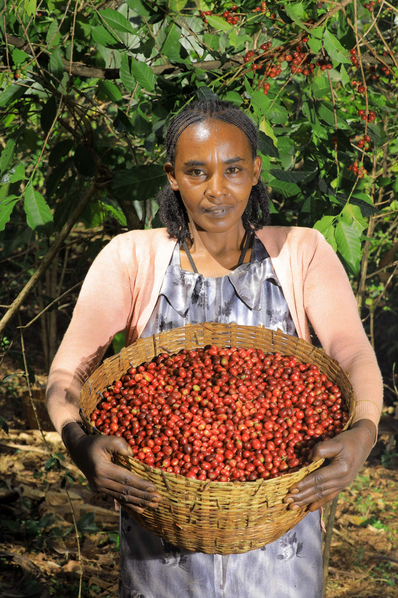 ETHIOPIA YIRGACHEFFE 2 WASHED FT-FLO/USA ORGANIC BILOYA - 36581 - GrainPro Bags - SPOT RCWHSE