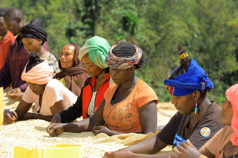 ETHIOPIA YIRGACHEFFE 2 WASHED FT-FLO/USA ORGANIC BILOYA - 36581-1 - GrainPro Bags - SPOT SEAFORTH
