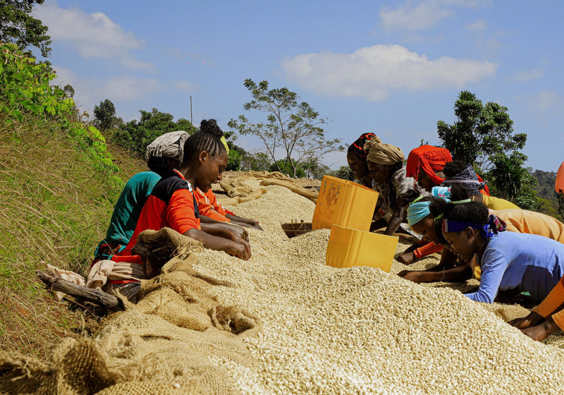 ETHIOPIA YIRGACHEFFE 2 WASHED FT-FLO/USA ORGANIC BILOYA - 36580-3 - GrainPro Bags - SPOT SEAFORTH
