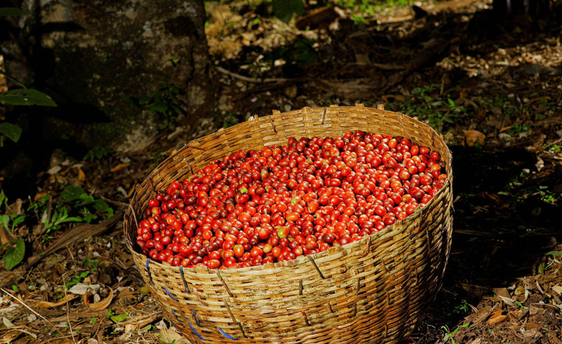 ETHIOPIA YIRGACHEFFE 2 WASHED FT-FLO/USA ORGANIC BILOYA - 36581-1 - GrainPro Bags - SPOT SEAFORTH