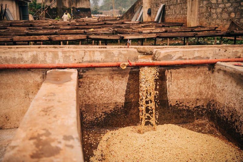 ETHIOPIA YIRGACHEFFE 2 WASHED ORGANIC DUMERSO - 34339 - GrainPro Bags - SPOT RCWHSE