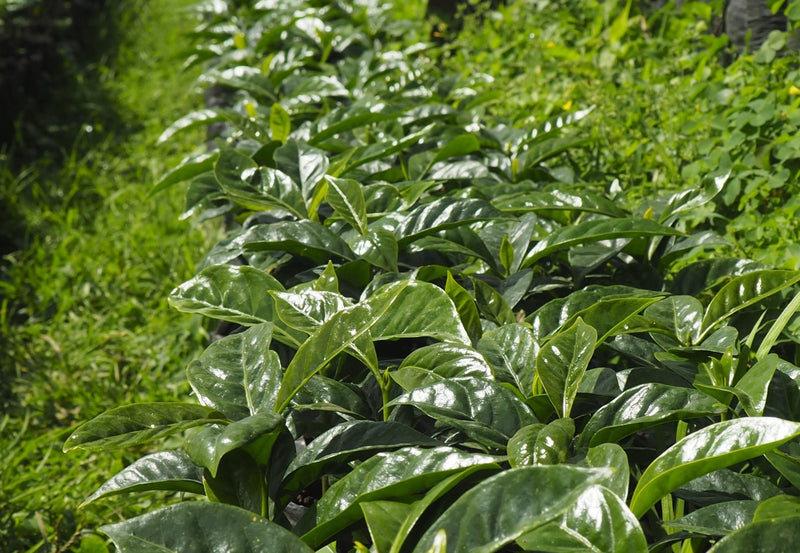 ETHIOPIA YIRGACHEFFE 3 NATURAL FT ORGANIC ADAMEGORBOTA - Lot 1 *50704-1* - 25845 - GrainPro Bags - SPOT RCWHSE