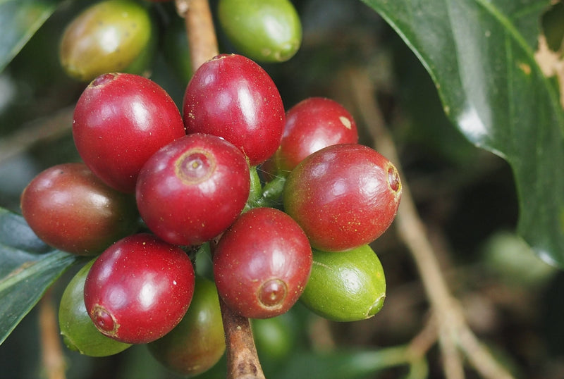 ETHIOPIA YIRGACHEFFE 3 NATURAL FT ORGANIC ADAMEGORBOTA - Lot 1 *50704-1* - 25845 - GrainPro Bags - SPOT RCWHSE