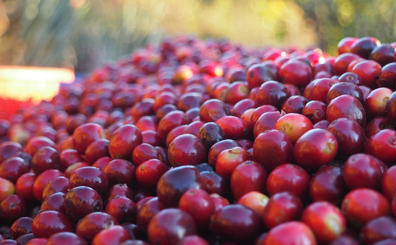 ETHIOPIA YIRGACHEFFE 1 NATURAL ORGANIC BOGALECH MUDA - 36394 - GrainPro Bags - SPOT RCWHSE