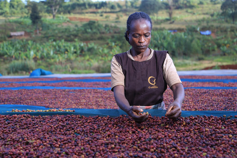 ETHIOPIA SIDAMA 4 NATURAL ORGANIC - 41422 - GrainPro Bags - ETA: Nov 15, 2026 - SEAFORTH