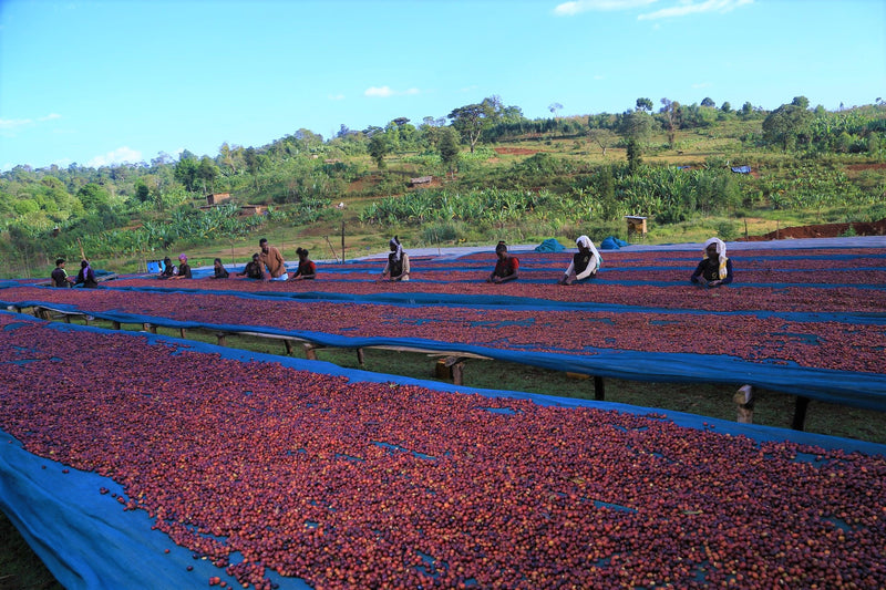 ETHIOPIA SIDAMA 4 NATURAL ORGANIC - 41420 - GrainPro Bags - ETA: Nov 15, 2026 - RCWHSE