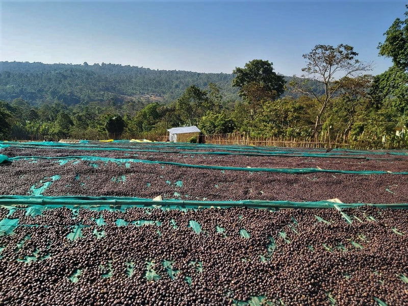 ETHIOPIA YIRGACHEFFE 3 NATURAL ORGANIC KOCHERE - *52327* - 27195-2 - GrainPro Bags - SPOT DUPUYHOU