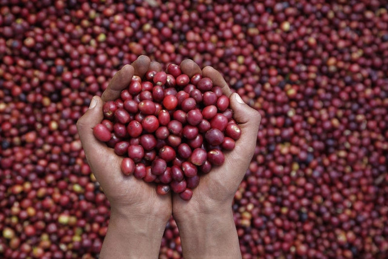 ETHIOPIA SIDAMA 4 NATURAL ORGANIC - 41421 - GrainPro Bags - ETA: Nov 15, 2026 - RCWHSE