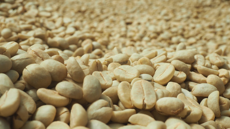 ETHIOPIA YIRGACHEFFE GEDEB 1 WASHED ORGANIC BERITI - 113 - 28586-2 - GrainPro Bags - SPOT RCWHSE