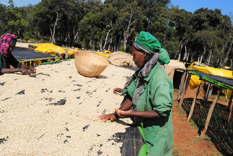 ETHIOPIA YIRGACHEFFE GEDEB 1 WASHED ORGANIC HARTUME - 116 - 28454-1 - GrainPro Bags - SPOT RCWHSE