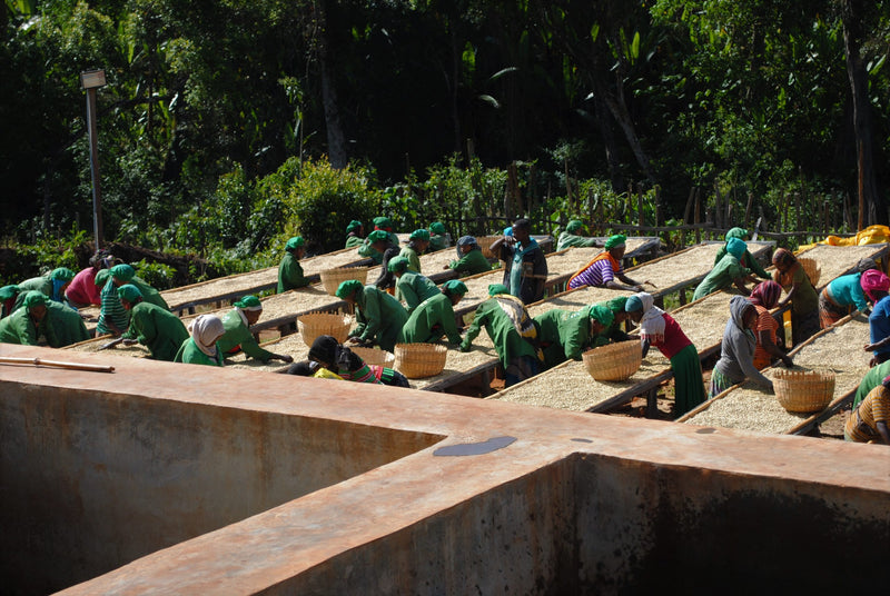 ETHIOPIA YIRGACHEFFE GEDEB 1 WASHED ORGANIC HARTUME - 116 - 28454 - GrainPro Bags - SPOT RCWHSE