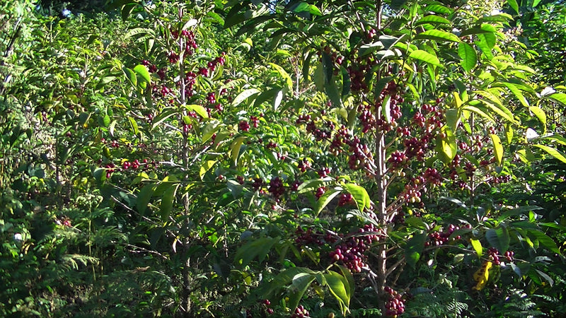 ETHIOPIA YIRGACHEFFE GEDEB 1 WASHED ORGANIC HARTUME - 116 - 28454-1 - GrainPro Bags - SPOT RCWHSE