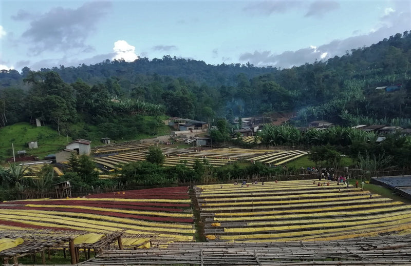 Ethiopia Yirgacheffe Grade Zero Washed Aricha Kebele - 28182-1 - 30.0 kg Box/Vacuum Pack - SPOT RCWHSE