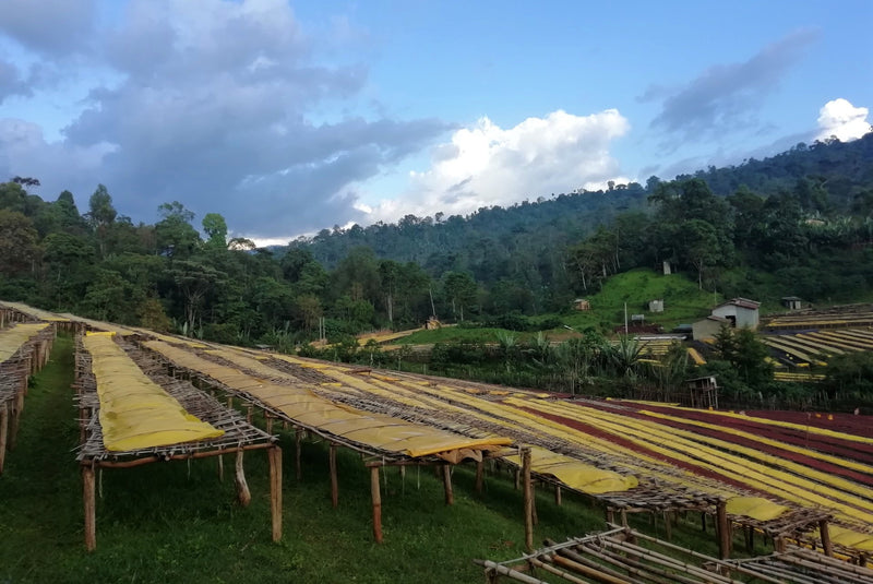 Ethiopia Yirgacheffe Grade Zero Washed Adame Kebele - 29015-3 - 30.0 kg Box/Vacuum Pack - SPOT RCWHSE