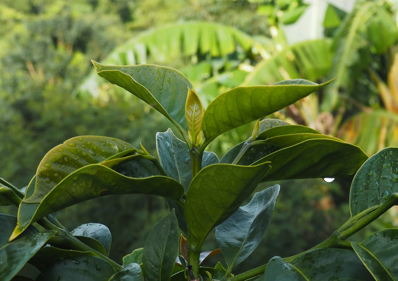 Ethiopia Yirgacheffe Grade Zero Washed Adame Kebele - 28181 - 30.0 kg Box/Vacuum Pack - SPOT RCWHSE