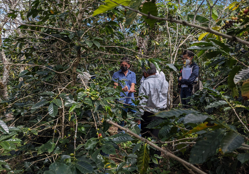 Ecuador Farmgate Azuay Juan Peña Presents Santa Isabel Blend Natural - *51966* - 27285-1 - 25.0 kg Boxes - SPOT RCWHSE