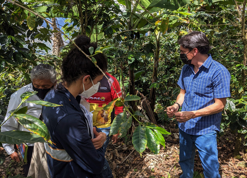Ecuador Farmgate Azuay Juan Peña Presents Santa Isabel Blend Natural - *51966* - 27285-1 - 25.0 kg Boxes - SPOT RCWHSE