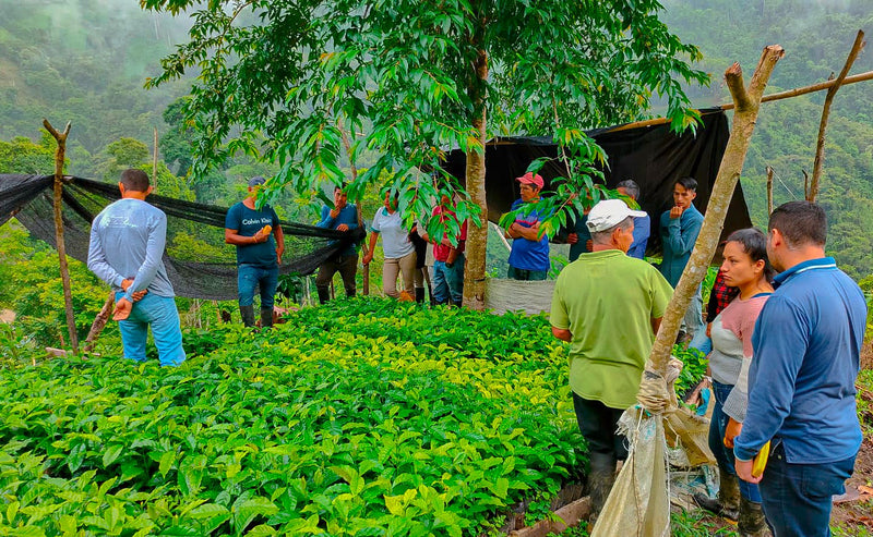 Ecuador Farmgate Zamora Chinchipe Chito Community - 30036 - 25.0 kg Boxes - SPOT RCWHSE