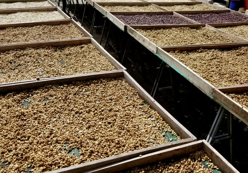 Ecuador Pichincha Galo Morales Cruz Loma Honey Caturra - *51802* - 27277-1 - 69.0 kg GrainPro Bags - SPOT RCWHSE